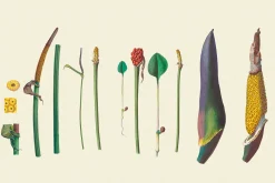 SALE! Botanical Heaven-Illustrations