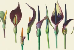SALE! Botanical Heaven-Illustrations