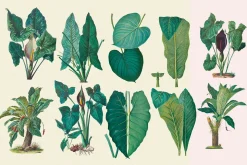 SALE! Botanical Heaven-Illustrations