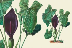 SALE! Botanical Heaven-Illustrations