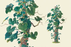 SALE! Botanical Heaven-Illustrations
