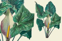 SALE! Botanical Heaven-Illustrations