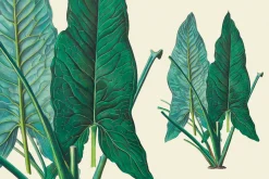 SALE! Botanical Heaven-Illustrations