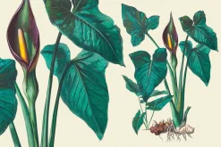 SALE! Botanical Heaven-Illustrations