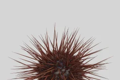 Sea urchin V1