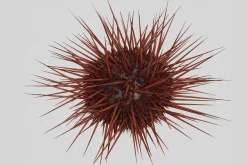 Sea urchin V1