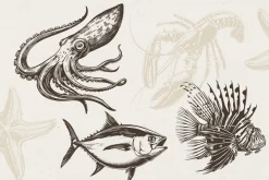 340 Sea Creatures illustrations