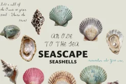 SEASCAPE Line, Seashells & Textures