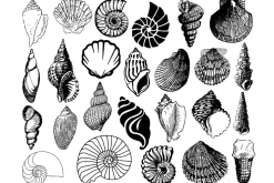 Seashell Silhouette