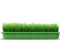 Seedlings Tray # 4