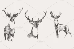 Set of sketches of noble deer