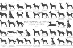 Sighthound and Pariah dog Silhouette