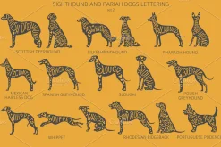 Sighthound and Pariah dog Silhouette