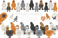 Silkie Chicken breed clip art