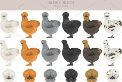 Silkie Chicken breed clip art