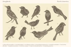 Songbirds graphic collection