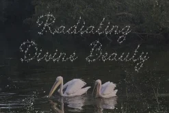 Spark Veil Decorative Glitter Font