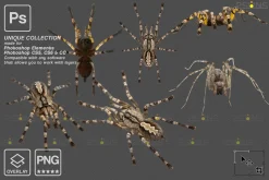 Spider Photoshop overlays