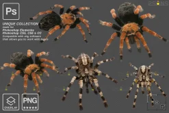 Spider Photoshop overlays