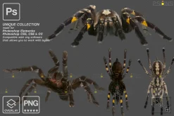Spider Photoshop overlays