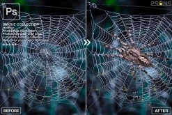 Spider Photoshop overlays
