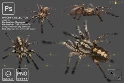 Spider Photoshop overlays