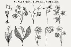 Spring Wildflower Vintage Vector Set