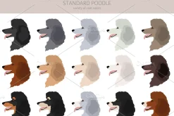 Standard poodle clipart