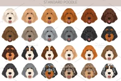 Standard poodle clipart