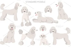 Standard poodle clipart