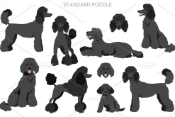 Standard poodle clipart
