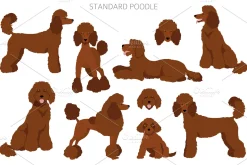 Standard poodle clipart