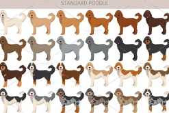 Standard poodle clipart