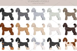 Standard poodle clipart