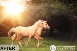 53 Sunflares Photoshop Overlays