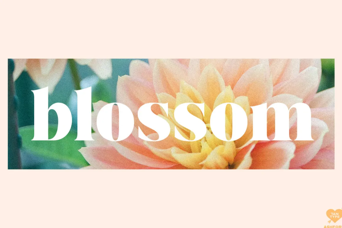 TAN - ASHFORD (updated!)