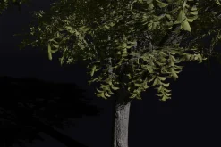 The American Elm Tree