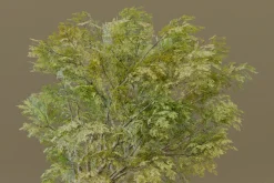 The American Elm Tree