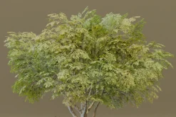 The American Elm Tree