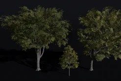 The American Elm Tree