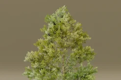 The American Elm Tree