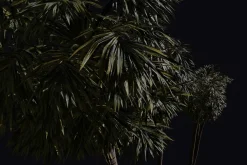 The California Fan Palm Tree