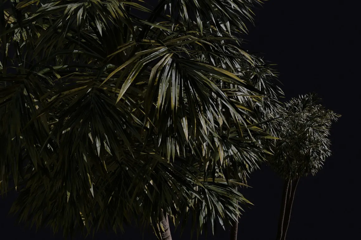 The California Fan Palm Tree