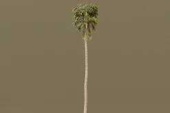 The California Fan Palm Tree