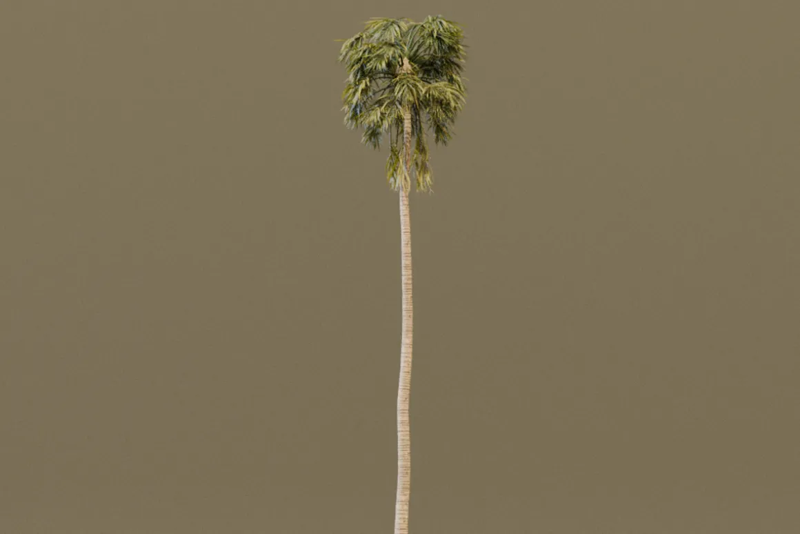 The California Fan Palm Tree