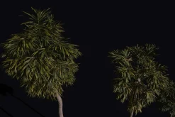 The California Fan Palm Tree