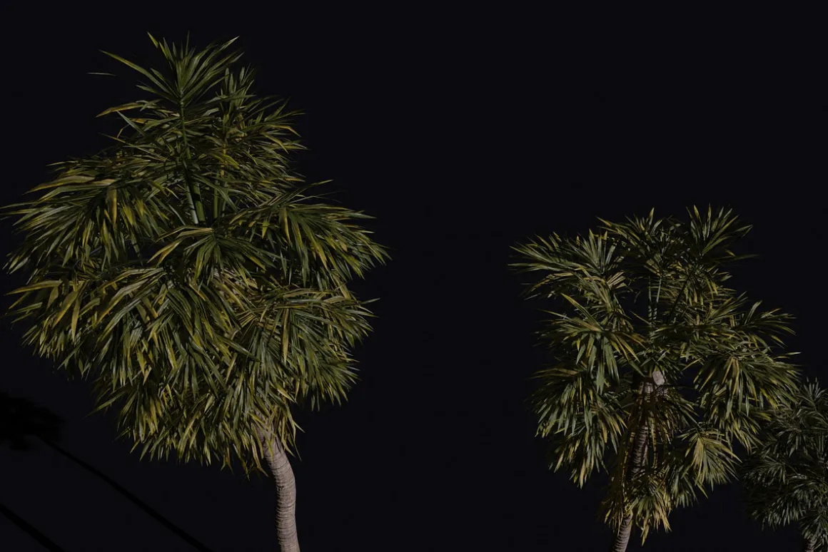 The California Fan Palm Tree