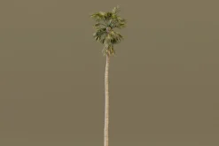 The California Fan Palm Tree