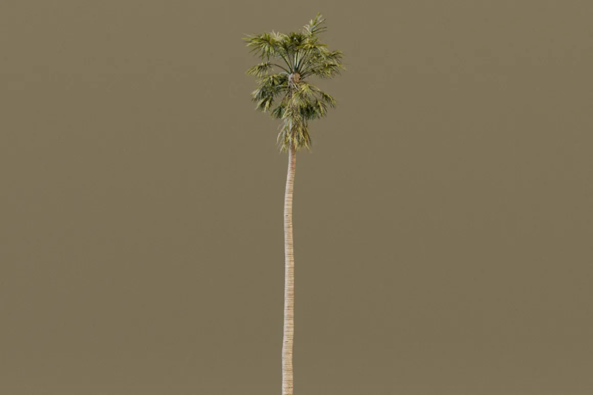The California Fan Palm Tree