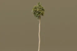The California Fan Palm Tree
